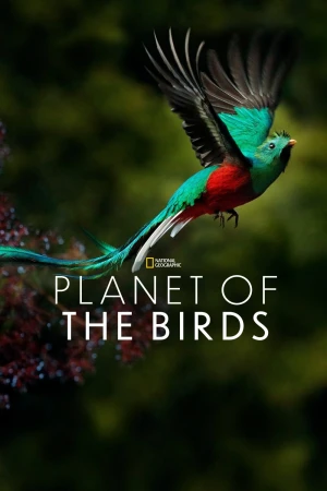 Paukščių planeta Online